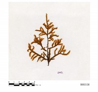 藏品(大耳擬扭葉苔 )的圖片
